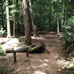 Eastern end of Leura Forest (93148)