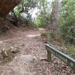 Track to Copelands lookout (93430)