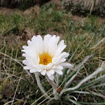 Celmisia Longifolia (Silver Snow Daisy) (96253)
